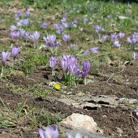 Sotto Il Castello شقة *